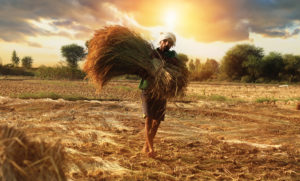 Farmer carrying rice paddy bundle for harvesting