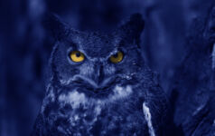 Watchful Blue Owl at night.