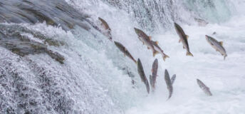 Salmon jumping up river