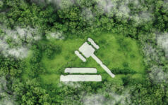 An aerial view of a forest clearing, with the shape of a gavel cut into the greenery