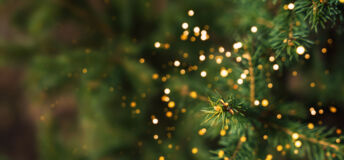 Close-up of Christmas tree lights