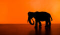 Gems lurk in the shadow of Asian giants A picture of an elephant against an orange background