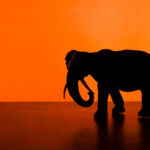 Gems lurk in the shadow of Asian giants A picture of an elephant against an orange background
