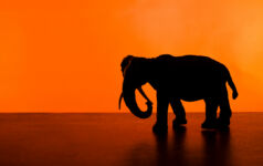 Gems lurk in the shadow of Asian giants A picture of an elephant against an orange background