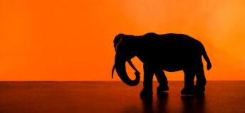 A picture of an elephant against an orange background