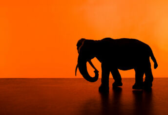 Gems lurk in the shadow of Asian giants A picture of an elephant against an orange background