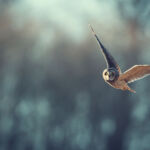 Blue Owl reaches $10.6bn for latest GP stakes fund An owl flying against a blue winter background