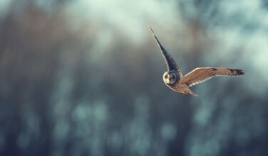 An owl flying against a blue winter background